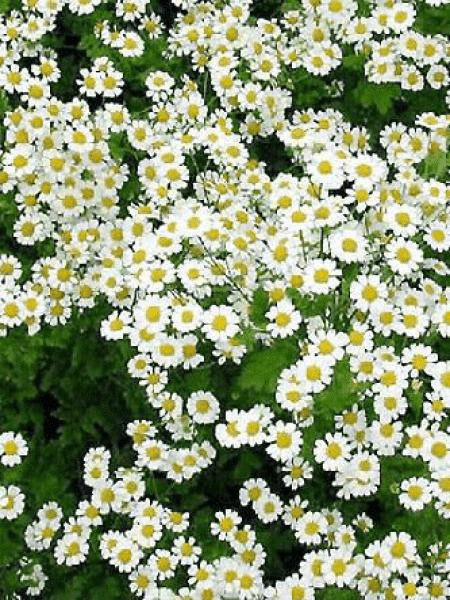 Des images de diff�rentes plantes